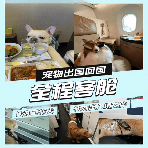 屯昌县宠物托运到白俄罗斯宠物入境规定和要求